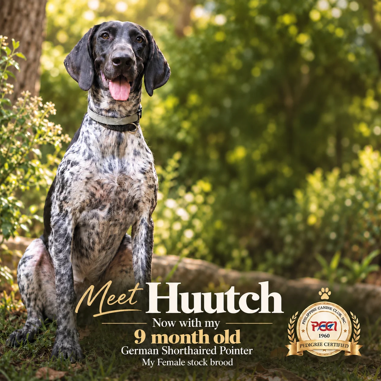 Huutch field portrait and pedigree presentation